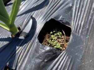 コンパニオンプランツのクリムゾンクローバーの芽